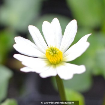 CALTHA leptosepala