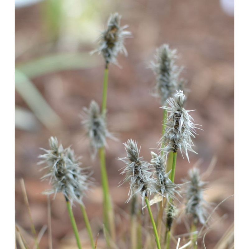ERIOPHORUM vaginatum