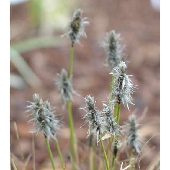 ERIOPHORUM vaginatum