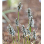 ERIOPHORUM vaginatum