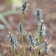 ERIOPHORUM vaginatum