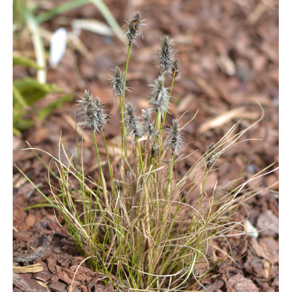 ERIOPHORUM vaginatum