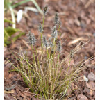 ERIOPHORUM vaginatum