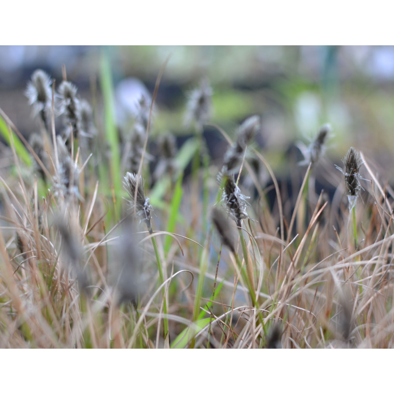 ERIOPHORUM vaginatum
