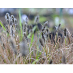 ERIOPHORUM vaginatum