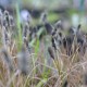 ERIOPHORUM vaginatum