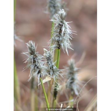ERIOPHORUM vaginatum