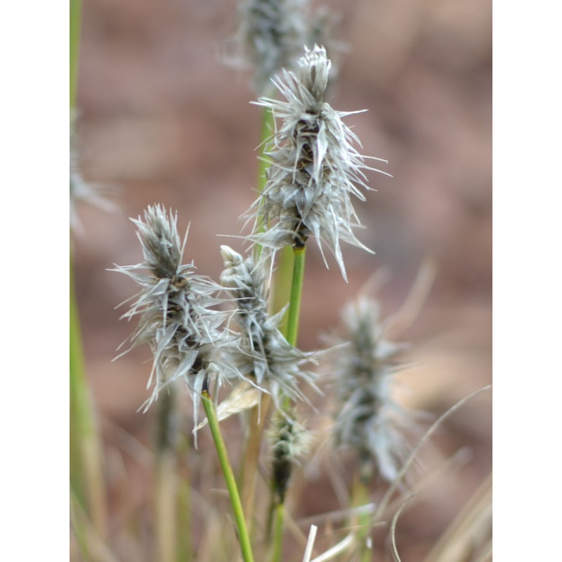 ERIOPHORUM vaginatum