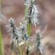 ERIOPHORUM vaginatum