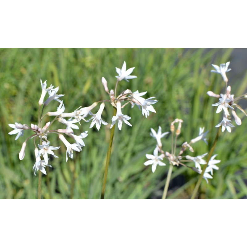 TULBAGHIA violacea 'Alba'