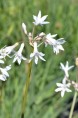 TULBAGHIA violacea 'Alba'