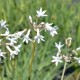 TULBAGHIA violacea 'Alba'