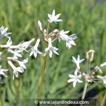 TULBAGHIA violacea &#039;Alba&#039;