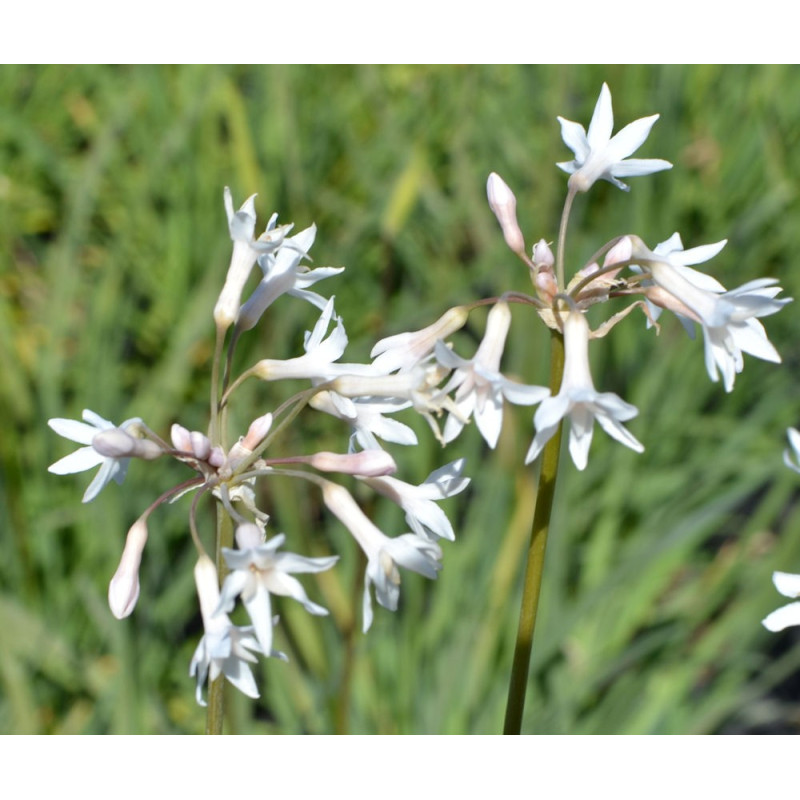 TULBAGHIA violacea 'Alba'