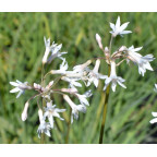 TULBAGHIA violacea 'Alba'