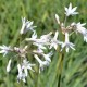 TULBAGHIA violacea 'Alba'