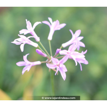 TULBAGHIA violacea \'Silver Lace\'