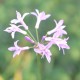 TULBAGHIA violacea 'Silver Lace'