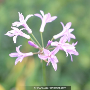 TULBAGHIA violacea &#039;Silver Lace&#039;