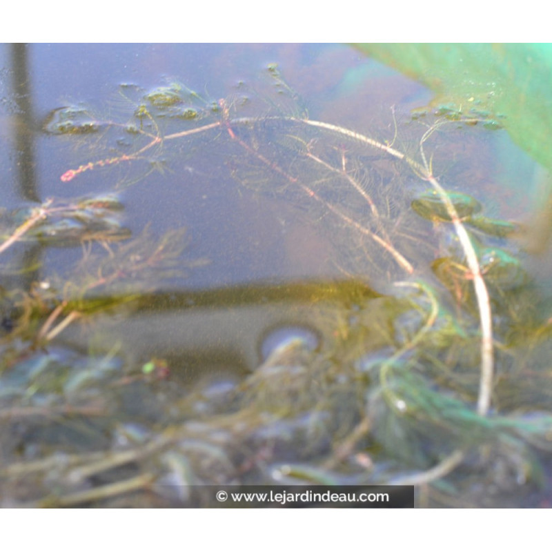 MYRIOPHYLLUM spicatum MYRIOPHYLLUM spicatum