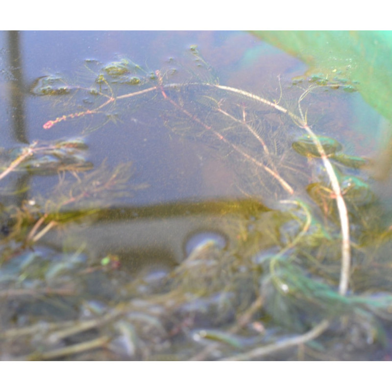 MYRIOPHYLLUM spicatum