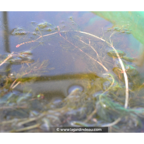 MYRIOPHYLLUM spicatum