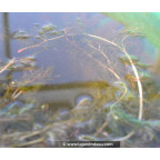 MYRIOPHYLLUM spicatum MYRIOPHYLLUM spicatum