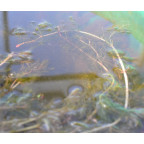 MYRIOPHYLLUM spicatum