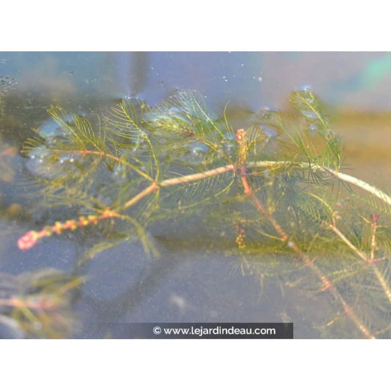 MYRIOPHYLLUM spicatum MYRIOPHYLLUM spicatum