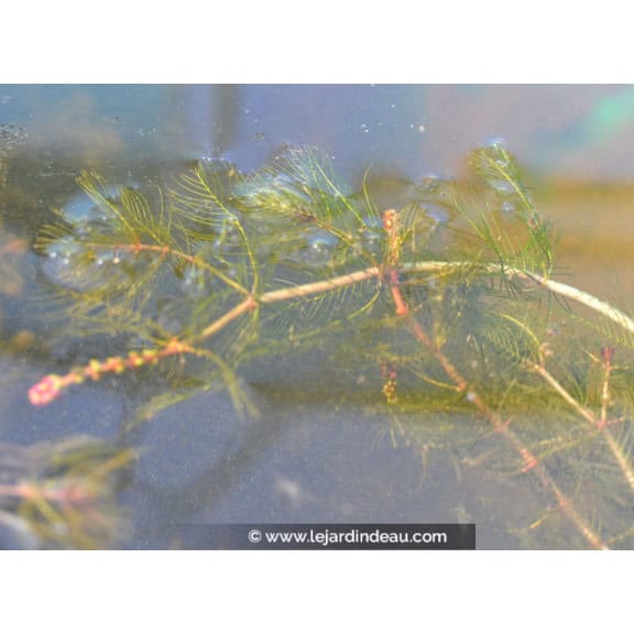 MYRIOPHYLLUM spicatum