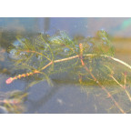 MYRIOPHYLLUM spicatum