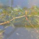 MYRIOPHYLLUM spicatum