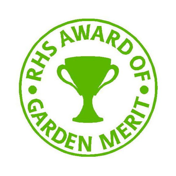 HOSTA sieboldiana 'Elegans'