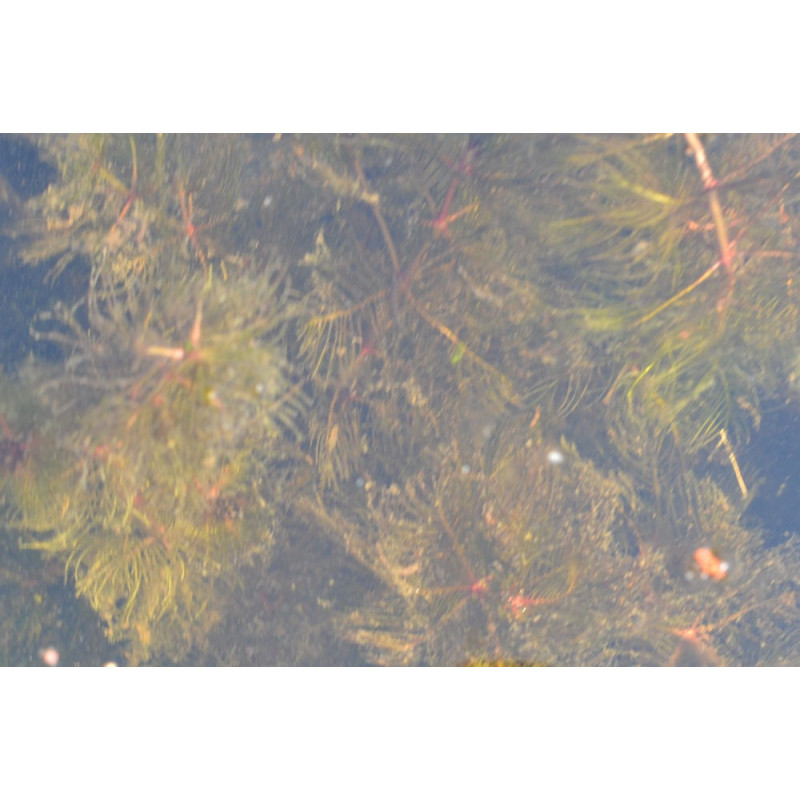 MYRIOPHYLLUM spicatum