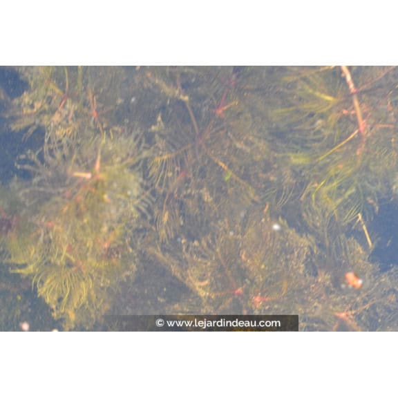 MYRIOPHYLLUM spicatum