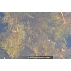 MYRIOPHYLLUM spicatum MYRIOPHYLLUM spicatum