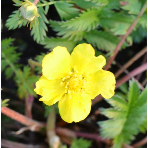 POTENTILLA anserina