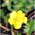 POTENTILLA anserina