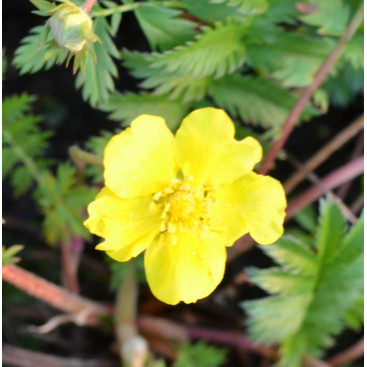 POTENTILLA anserina