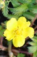 POTENTILLA anserina