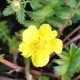 POTENTILLA anserina