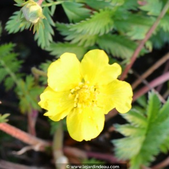 POTENTILLA anserina