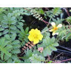 POTENTILLA anserina