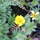 POTENTILLA anserina