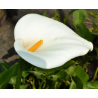 ZANTEDESCHIA aethiopica