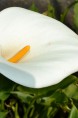 ZANTEDESCHIA aethiopica