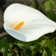 ZANTEDESCHIA aethiopica