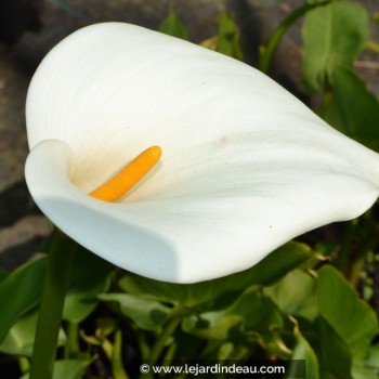 ZANTEDESCHIA aethiopica