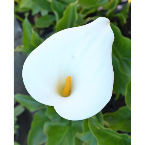 ZANTEDESCHIA aethiopica