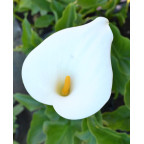ZANTEDESCHIA aethiopica